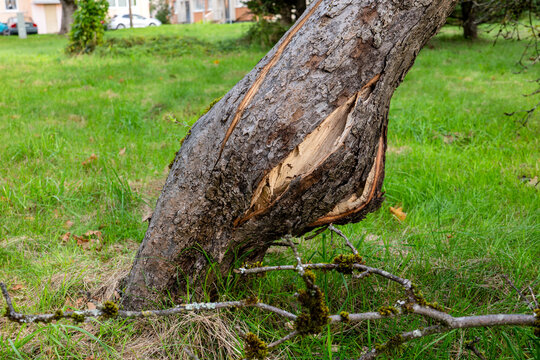Storm Damage Splits Apple Tree Trunk and Exposes Pale Wood