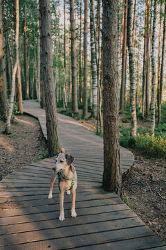 Dog standing on a winding wooden boardwalk through a quiet forest, illustrating pet-friendly nature travel, outdoor exploration, walking routes and adventure with pets.