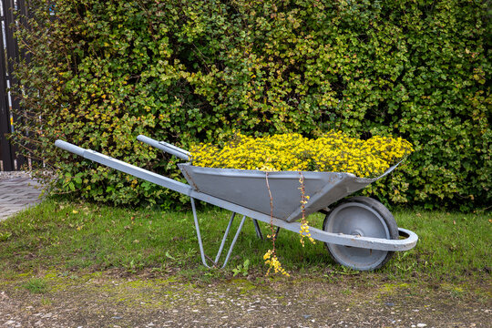 Vintage Gray Wheelbarrow Transformed into a Planter for Yellow Flowers