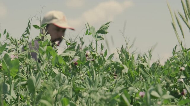 Farmer working among blooming pea or vetch crops in a lush agricultural field