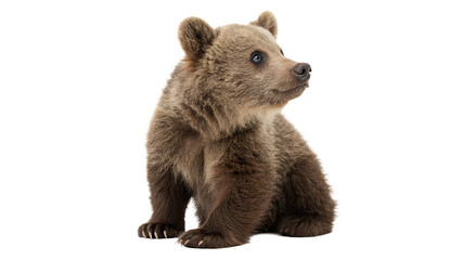 Cute small brown wild bear cub sitting down isolated on transparent background. © S-Vega