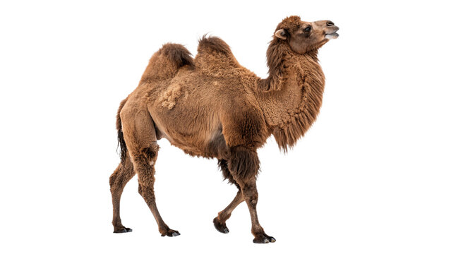 Wild adult brown camel standing in full body isolated on transparent background.