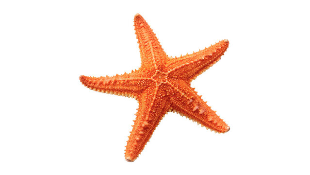 Vibrant orange starfish sea star marine animal shape isolated on transparent background.