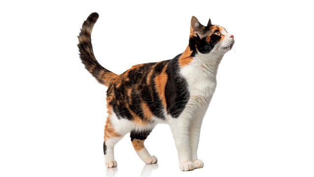 Cute domestic calico cat walking in side profile view isolated on transparent background.