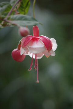 Close-up of a pink and white fuchsia flower blooming on a branch with unblown buds against a soft green background.