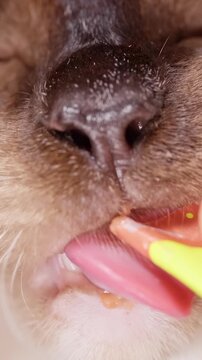 Vertical video. Siamese Cat Licks Wet Food From a Yellow Spoon Against Black Background, Close Up Pet Feeding and Care