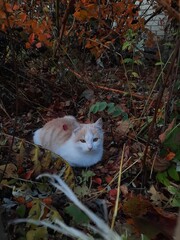 cat in the garden © Юлия Фомина