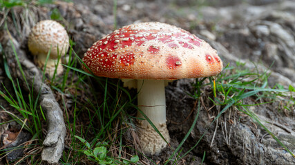 Ein giftiger Fliegenpilz im Wald © cjhimself
