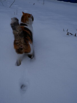 cat in snow