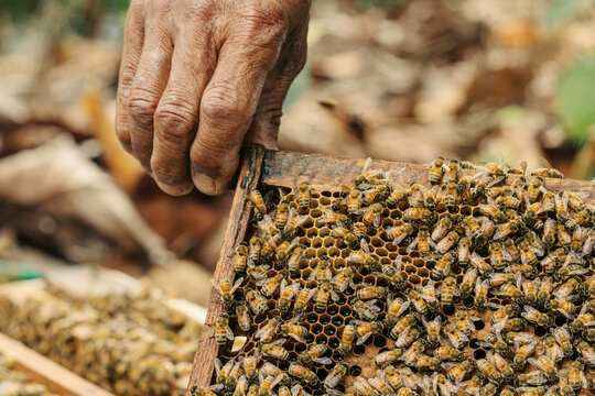 Beekeeper inspecting a wooden hive frame covered with honeycomb and worker honey bees, illustrating hive inspection, colony management, beekeeping and apiculture.