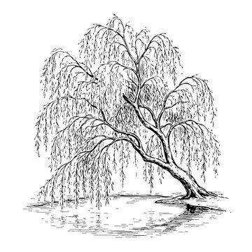 Mature weeping willow tree with delicate branches reflected in calm water beside serene pond