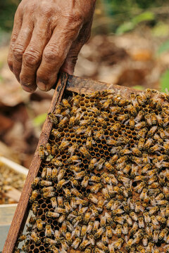 Beekeeper inspecting a wooden hive frame covered with honeycomb and worker honey bees, illustrating hive inspection, colony management, beekeeping and apiculture.