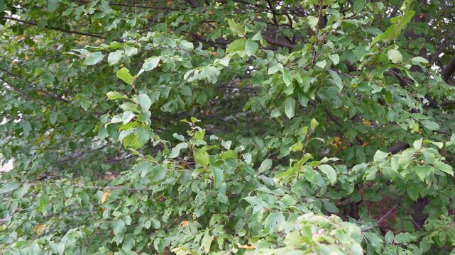 Static camera shot of dense green deciduous foliage and overlapping branches creating a leafy summer background in a Berlin garden.