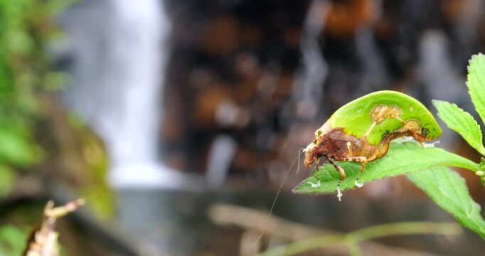 Leaf mimic katydid (Pycnopalpa bicordata). Has a striking resemblance to a leaf, complete with fungus spots. In tropical rainforest with a waterfall in the background, Napo province, Ecuador.