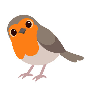Cute European Robin Bird Standing Illustration