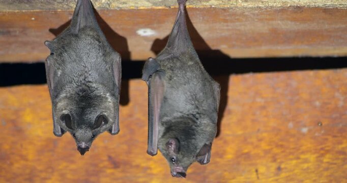 Bats hanging on a house wall in the Ecuadorian Amazon, Napo province, Ecuador