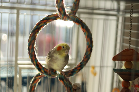 Cockatiel perches calmly on a colorful rope ring