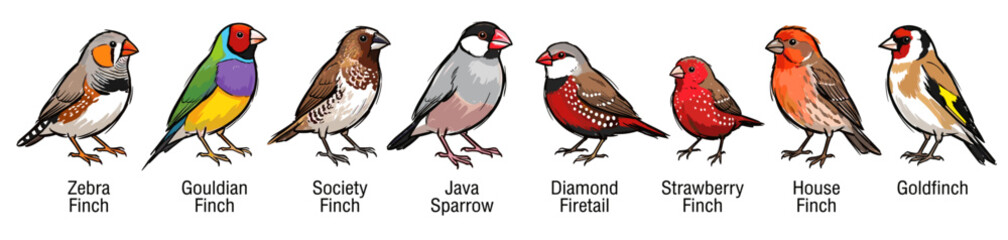 Fototapeta premium Educational vector illustration showing various species of colorful pet birds and finches with labels.