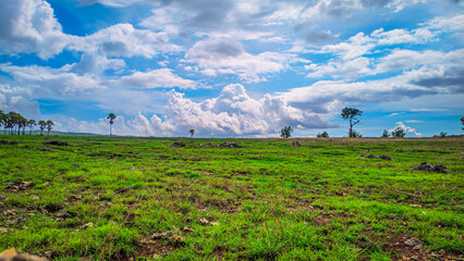 Vast green field stretches under bright blue sky. Clouds drift above scattered palm trees and lone bushes. Sunny day creates vivid contrast with soft earth tones © EpafrasJibrael