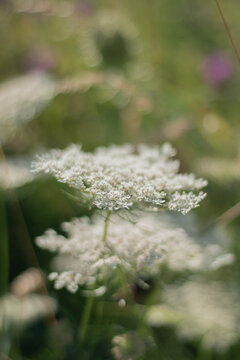 Vibrant summer wildflowers with white umbels and purple blossoms growing naturally in sunlight