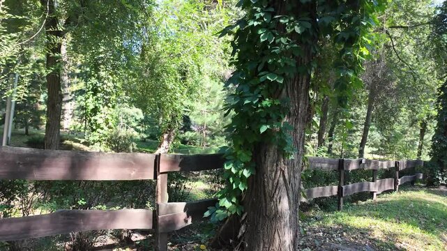 A wooden fence along a path in a shady green park with dense deciduous trees, ivy-covered tree trunks, and sunlight on a clear day.