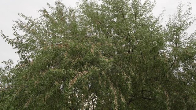Static camera shot of a mature Russian olive tree with dense narrow silvery green leaves in a landscaped garden in Berlin, Germany.