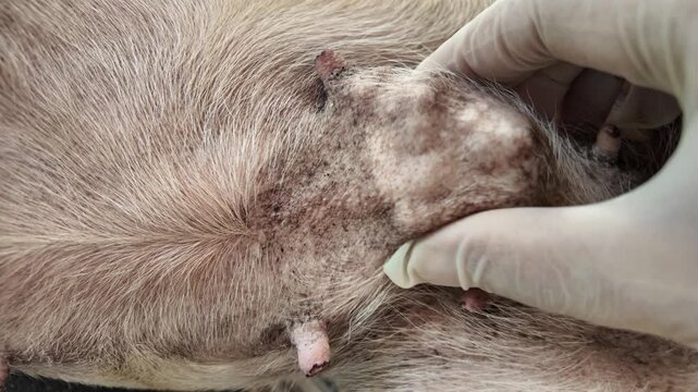 Canine Lump Examination: A gloved hand gently probes a lump on a dog's fur-covered skin, suggesting a veterinary examination for a potential health issue.