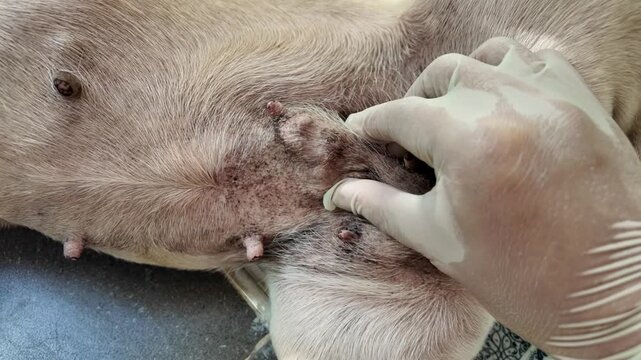 Close-up of a dog&rsquo;s mammary gland with visible lumps, highlighting canine mammary tumors, veterinary health concerns, and the importance of early detection and examination.