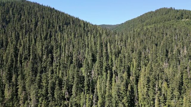 Nature landscape. Lake in scenic nature. Scenic forest nature at hiking lake. Mountain green forest. Vast wilderness. Lake with evergreen forest landscape. Landscape of mountain and forest lake