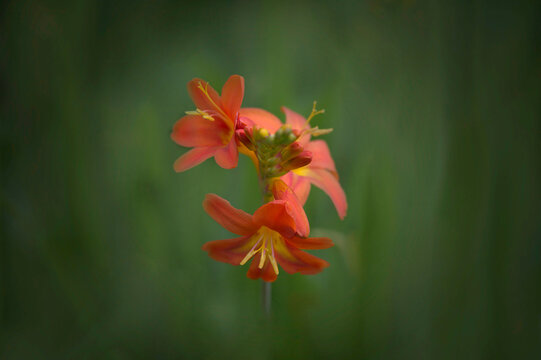 Close-up of vibrant orange Crocosmia (Montbretia) flowers 