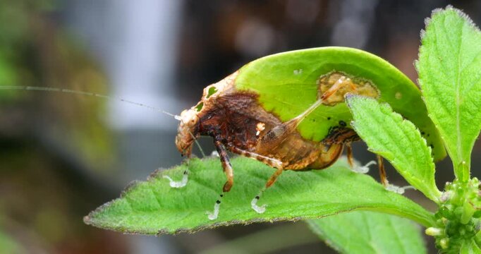 Leaf mimic katydid (Pycnopalpa bicordata). Has a striking resemblance to a leaf, complete with fungus spots. In tropical rainforest with a waterfall in the background, Napo province, Ecuador.