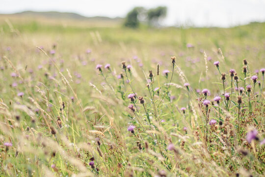 Blooming purple knapweed wildflowers in dry tall grass countryside landscape under bright sunlight