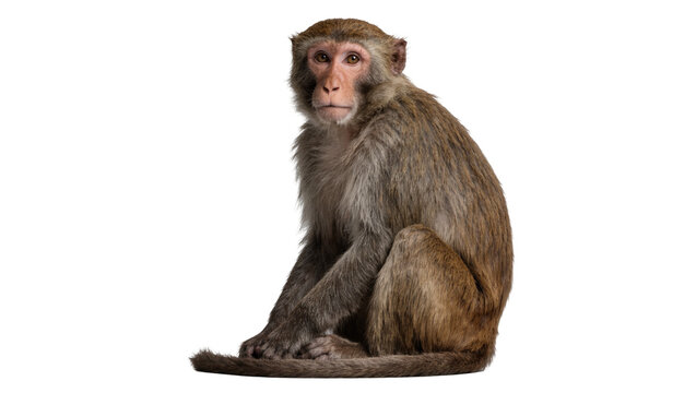 Brown monkey sitting calmly, isolated on transparent background