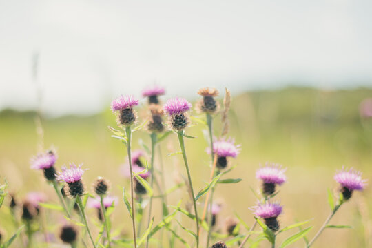 Purple thistle knapweed flowers blooming in a sunny field with shallow depth of field and soft blurred background