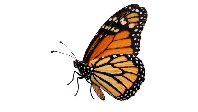 Monarch butterfly with orange and black wings, isolated on transparent background