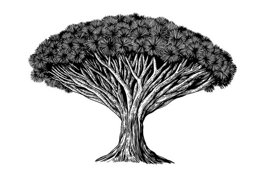 etailed black and white illustration of a dragon blood tree with a thick trunk, spreading branches and dense umbrella-shaped crown. Engraving style for botany, nature and exotic plant themes.