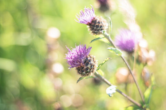 Close up of wild pink knapweed flowers growing in a green summer meadow on a bright sunny day