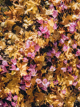 Pink flowers bloom among golden autumn leaves in garden