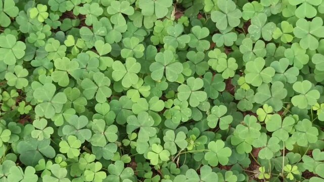 view of dense green clover leaves growing naturally across the ground, creating a fresh botanical texture and vibrant natural background.