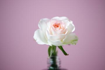 Pale pink Chinese rose bloom on light mauve background © Xu Yangmei