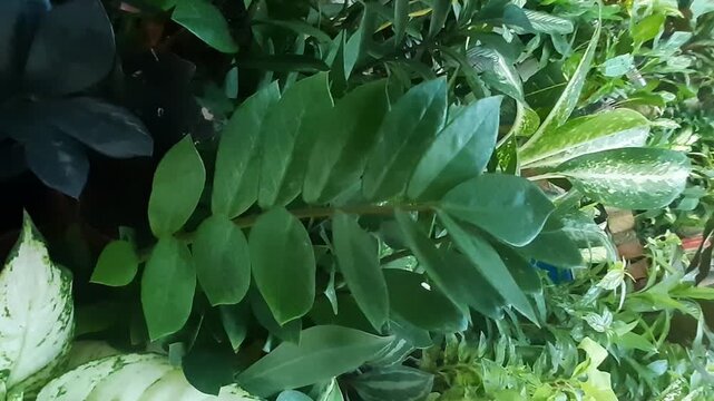 Lush ZZ plant and vibrant variegated houseplant foliage displayed in a tropical nursery, ideal for home decor and interior design b-roll.