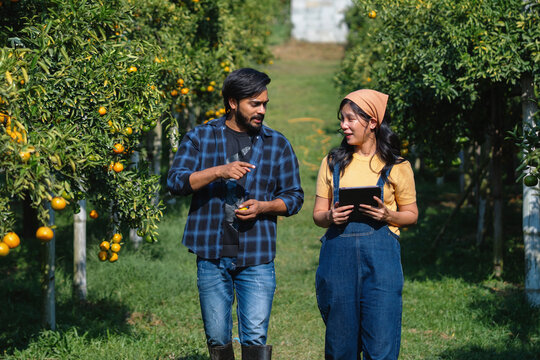 Two people stroll through a citrus orchard