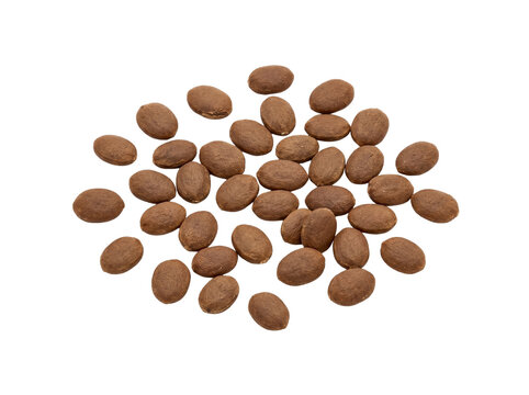Sensitive plant seeds studio shot