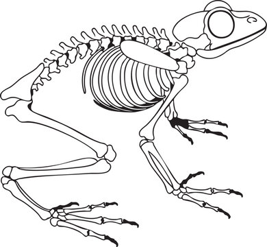 Frog skeleton 