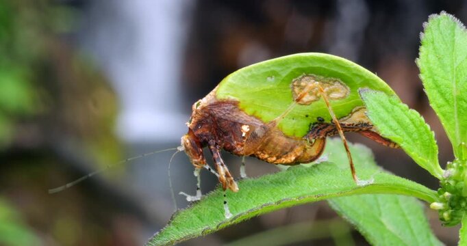 Leaf mimic katydid (Pycnopalpa bicordata). Has a striking resemblance to a leaf, complete with fungus spots. In tropical rainforest with a waterfall in the background, Napo province, Ecuador.