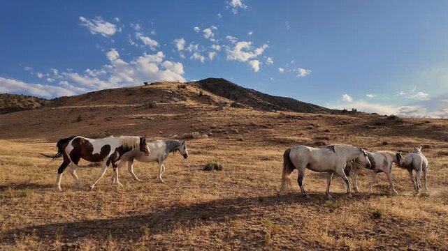 Following along a herd of wild horses, walking through the golden desert in Utah during the summer.
