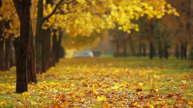 Falling maple leaves and autumn foliage carpet the green grass, creating a warm, serene, and natural atmosphere within the urban setting.