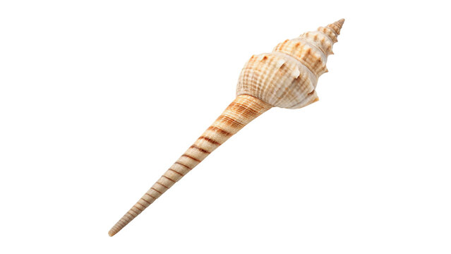 Long spiral natural cream sea shell marine decoration isolated on transparent background.