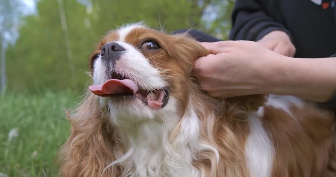 Cavalier King Charles Spaniel Being Groomed Outdoors Against a Green Background. Shot on super slow motion camera 1000 fps.