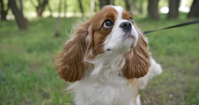 Cavalier King Charles Spaniel. Shot on super slow motion camera 1000 fps.